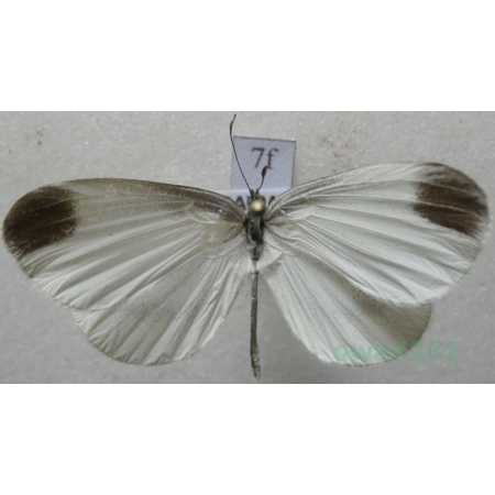 Leptidea sinapis (Linnaeus, 1758) Wietek gorczycznik Czech7f